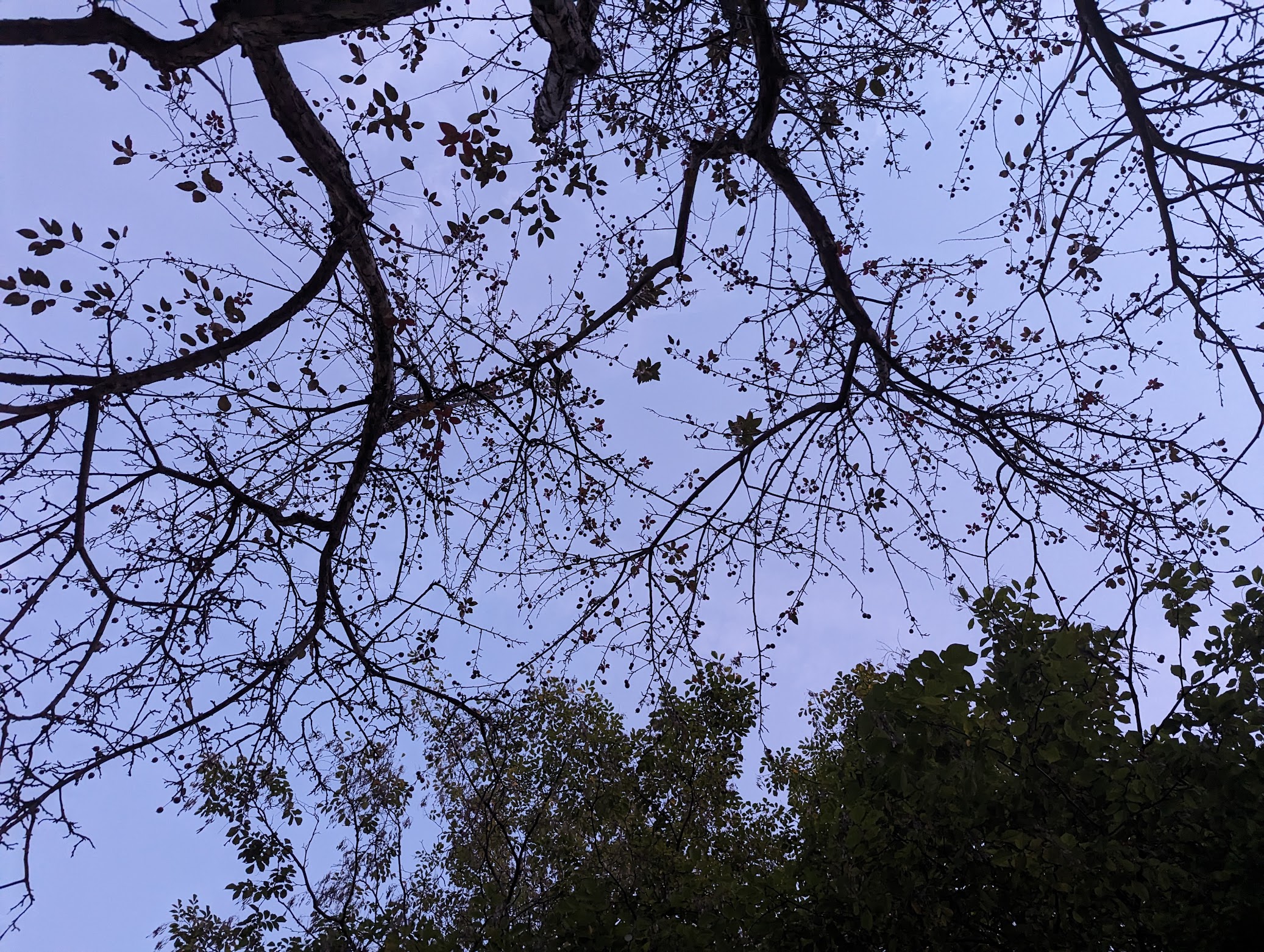 Leaves photo